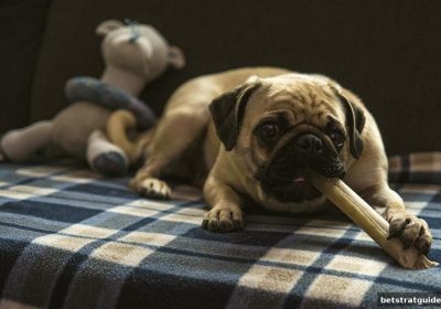 体育投注策略深度解析：不计输赢红利如何重塑玩家体验